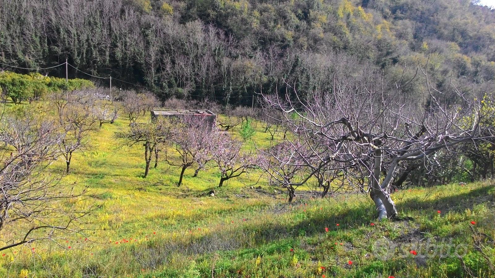 Terreno agricolo a Palma Campania - Vista 6