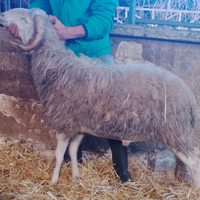 Ariete Valle del Belice