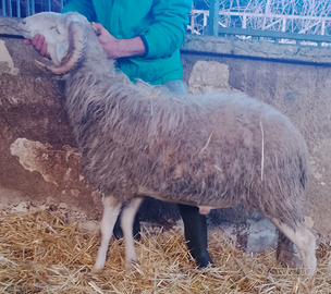 Ariete Valle del Belice