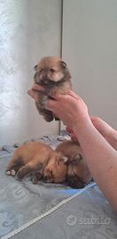 Cuccioli di spitz pomerania