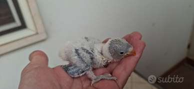 Pulli di inseparabili