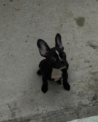Cucciolo bull dog francese