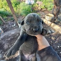 Cuccioli di cane corso