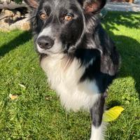 Border Collie per monta