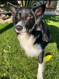Border Collie per monta