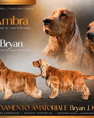 Cocker Spaniel Inglese