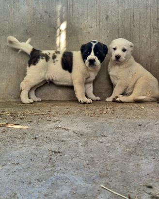 Pastore dell Asia centrale