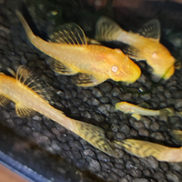 Ancistrus Gold ( pesci pulitori)