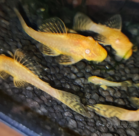 Ancistrus Gold ( pesci pulitori)