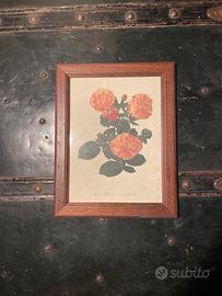 Quadro rose