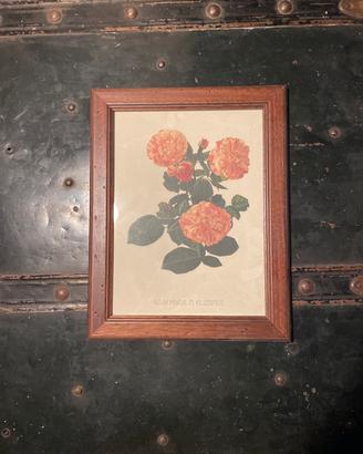 Quadro rose