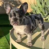 Cucciola bulldog francese femmina merle