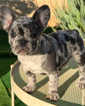 Cucciola bulldog francese femmina merle