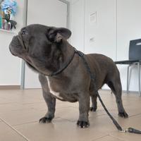 Bulldog francese femmina