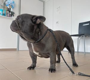 Bulldog francese femmina