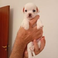 Chihuahua - Cuccioli maschio femmina