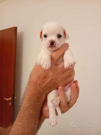Chihuahua - Cuccioli maschio femmina
