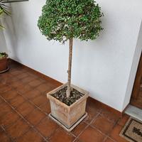 Ligustro Sinense A Palla con Vaso in Vero Cotto