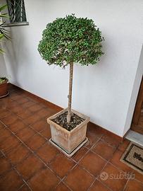 Ligustro Sinense A Palla con Vaso in Vero Cotto