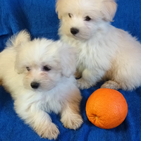 Cuccioli Maltese toy bianco
