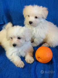 Cuccioli Maltese toy bianco