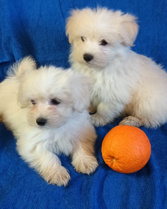 Cuccioli Maltese toy bianco