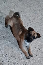 Zampa
