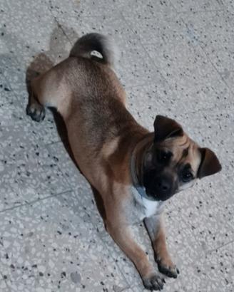 Zampa
