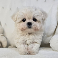Cucciolo di maltese
