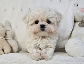 Cucciolo di maltese