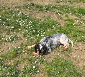 Setter Inglese - Non idonei alla caccia