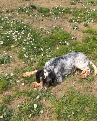 Setter Inglese - Non idonei alla caccia