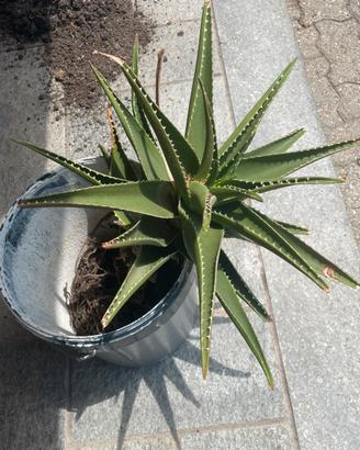 Pianta grassa