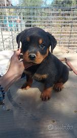 Cuccioli di rottwailer