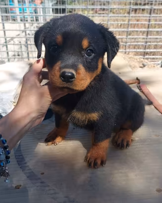 Cuccioli di rottwailer