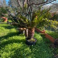 Cycas piante varie misure