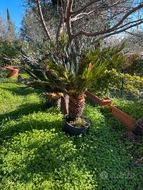 Cycas piante varie misure