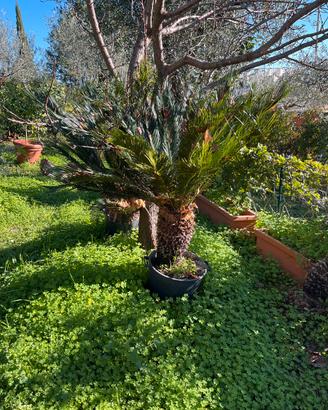 Cycas piante varie misure