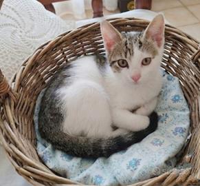 Gattini
