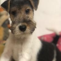 Fox terrier