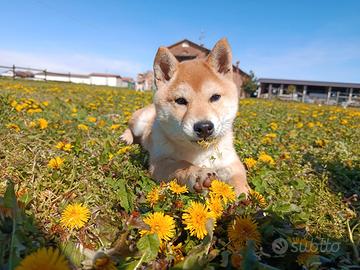Cucciolo Shiba Inu