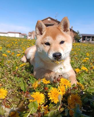 Cucciolo Shiba Inu