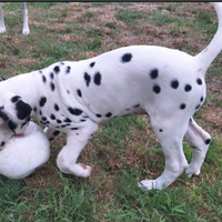 Dalmata