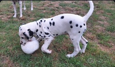 Dalmata