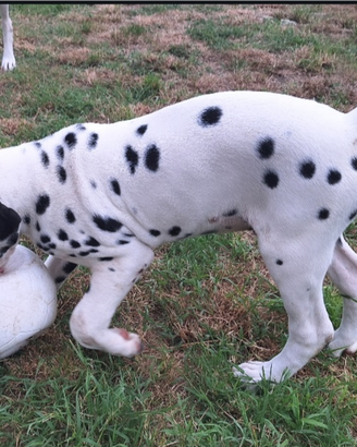 Dalmata