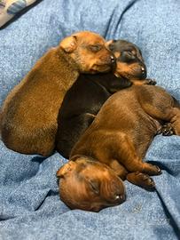 Pinscher