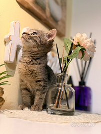 Gattini mix British shorthair