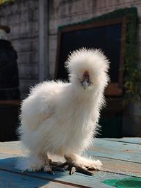Gallo moroseta