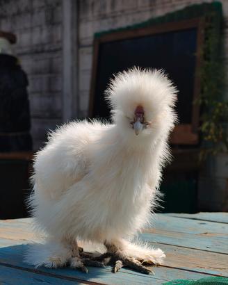 Gallo moroseta