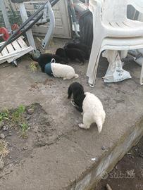 Mix pastore maremmano abruzzese-tedesco